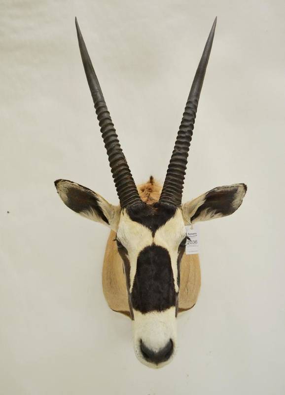 Lot 2036 - Beisa Oryx (Oryx beisa beisa), Mounted Etjo, Namibia, shot 23 July 2006, shoulder mount, right horn