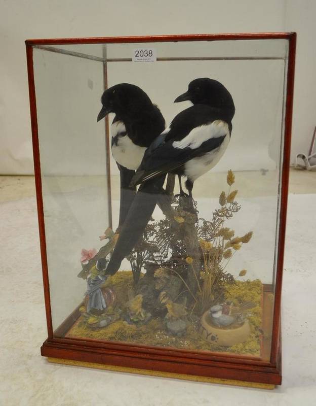Lot 2038 - Magpie (Pica pica), late 20th century, pair of full mounts, amongst twigs and grasses, within...
