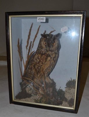 Lot 2040 - Long-Eared Owl (Asio otus), circa 1910, full mount, perched on a small stump amongst grasses...