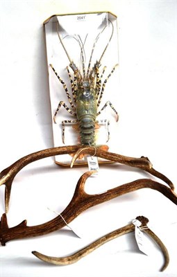Lot 2041 - A Vietnamese Rainbow Lobster, 2nd half 20th century, full mount; Three Red Deer Shed Single Antlers