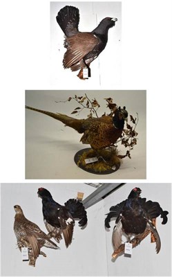 Lot 2042 - A Group of Five Taxidermy Game Birds, 2nd half 20th century, comprising Capercaillie (Germany),...