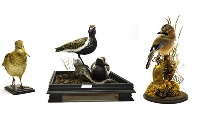 Lot 2043 - Mike Wood: A Pair of Golden Plover Models, hand-painted, and perched and nestled on driftwood...