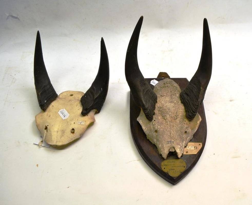 Lot 2046 - Nilgai (Boselaphus tragocamelus), India, ex Loder Collection, circa 1890, horns on frontlet, 25.5cm