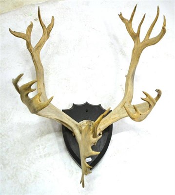 Lot 2047 - Caribou (Rangifer tarandus), antlers on cut frontlet, on ebonised wood shield