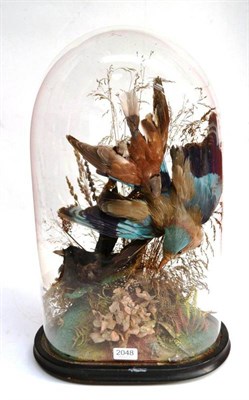 Lot 2048 - A Late Victorian Dome of Three Taxidermy Birds, circa 1890, including a Roller-type bird, set...