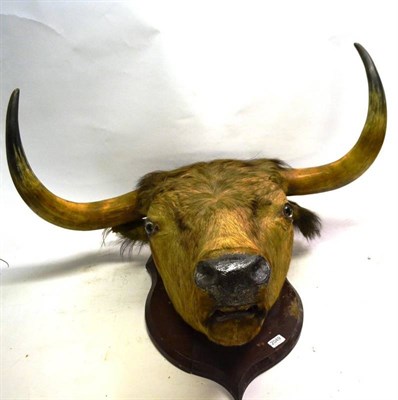 Lot 2049 - A Taxidermy Ox Head, possibly Chillingham Breed, late 19th century, the horns 82.5cm tip to tip, on