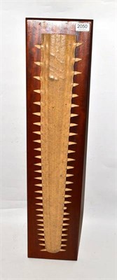 Lot 2050 - Sawfish Rostrum (Pristidae spp.), early 20th century, mounted on wood plaque, 76.4cm long  With...