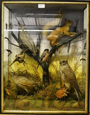 Lot 2051 - A Group of Five Taxidermy Birds, circa 1900, by Hutchinson, Naturalist, Zoological Studio, 98...