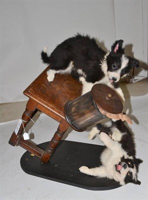 Lot 2056 - A Collie Dog Puppy Taxidermy Action Group, late 20th century, one puppy on a falling oak stool...