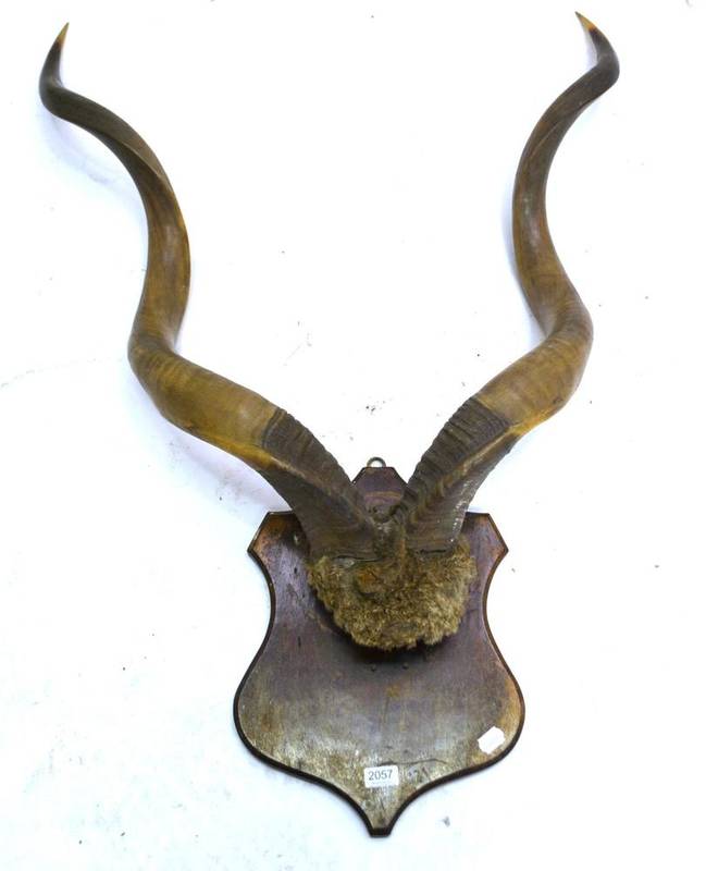 Lot 2057 - Greater Kudu (Tragelaphus strepsiceros), circa 1910, horns on shield, right horn 126cm (with...
