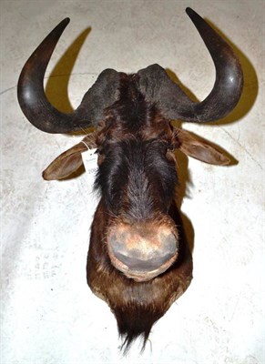 Lot 2060 - Black Wildebeest (Connochaetes taurinus), Coleford Reserve, Underberg, RSA, shot 26 August...