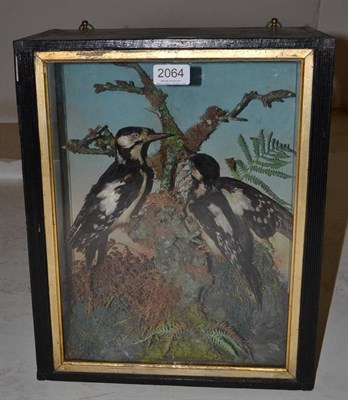 Lot 2064 - Lesser Spotted Woodpecker (Picoides minor), circa 1900, pair of full mounts, perched in mossy...