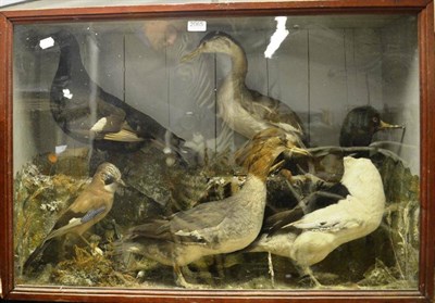 Lot 2065 - A Group of Five Taxidermy Birds, circa 1900, comprising female Grebe, a pair of Mergansers, a...