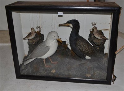 Lot 2066 - A Case of Four Taxidermy Coastal Birds, circa 1910, comprising Cormorant, Gull and two small wading