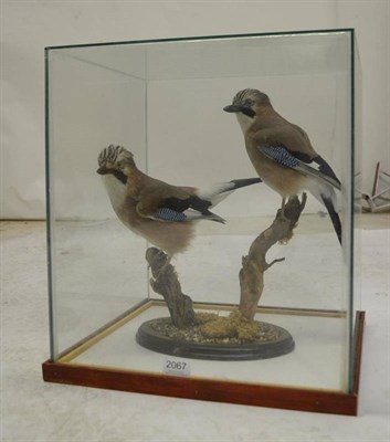 Lot 2067 - Jay (Garrulus glandarius), late 20th century, full mounts, perched on branches from a pebble-strewn