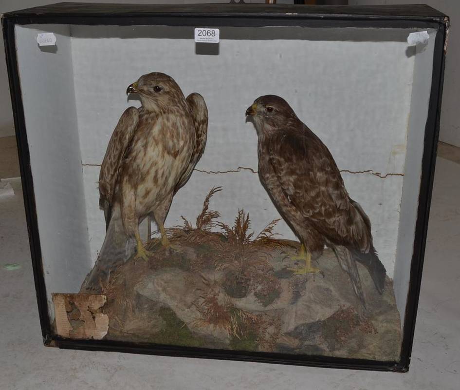 Lot 2068 - Buzzard (Buteo buteo), circa 1920, two full mounts, perched on faux rocks with mosses and...