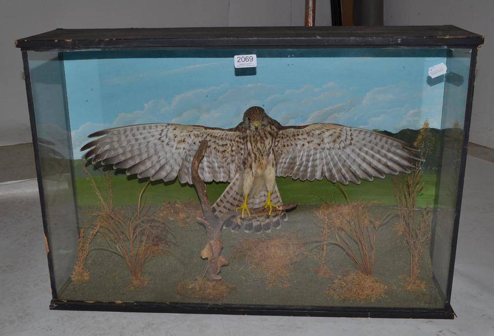Lot 2069 - Kestrel (Falco tinnunculus), circa 1930, full mount, alighting on a wooden twig with wings...