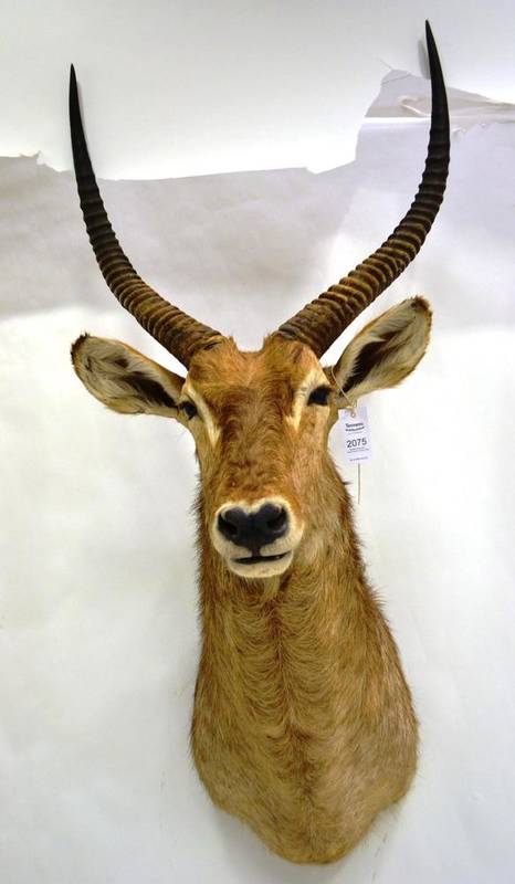 Lot 2075 - Common Waterbuck (Kobus ellipsiprymnus), Matetsi, nr Victoria Falls, Zimbabwe, shot 23 June...