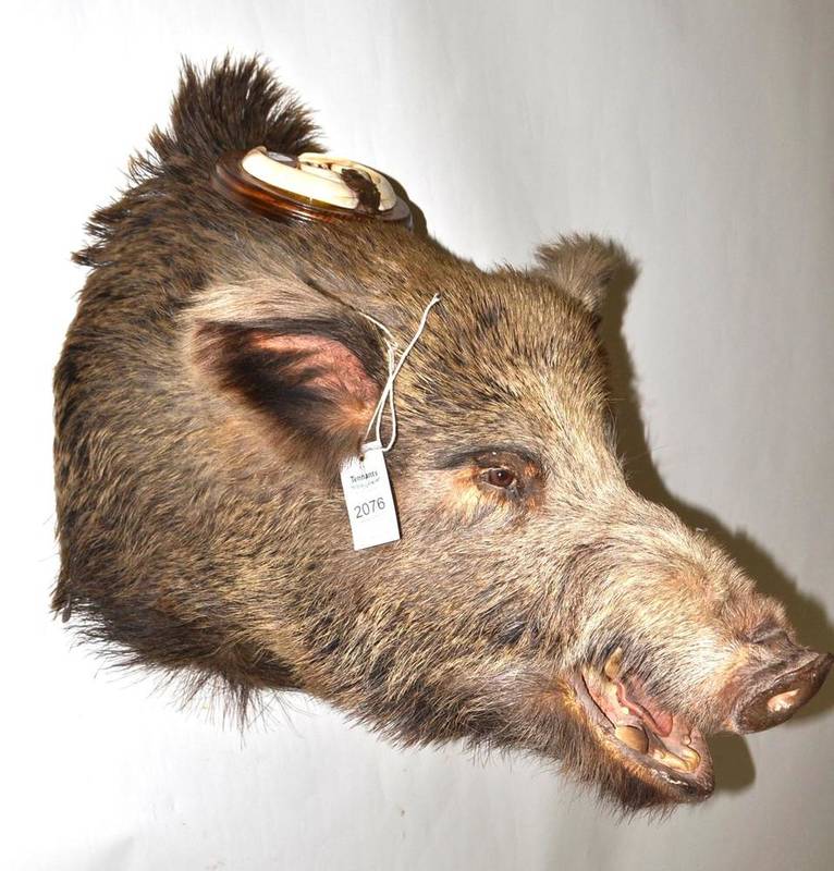 Lot 2076 - European Wild Boar (Sus scrofa), nr Buzau, Romania, shot 11 November 1993, head mount, with...
