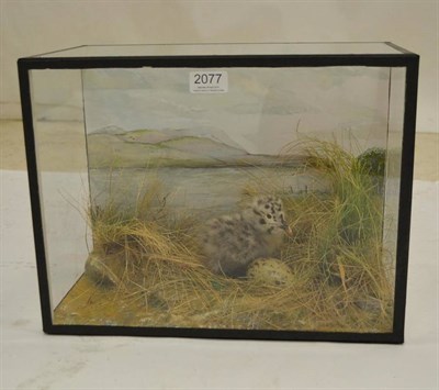 Lot 2077 - Seagull, chick with faux egg, signed D Stone, July 2012, in glass case, 40cm by 23cm by 31.5cm