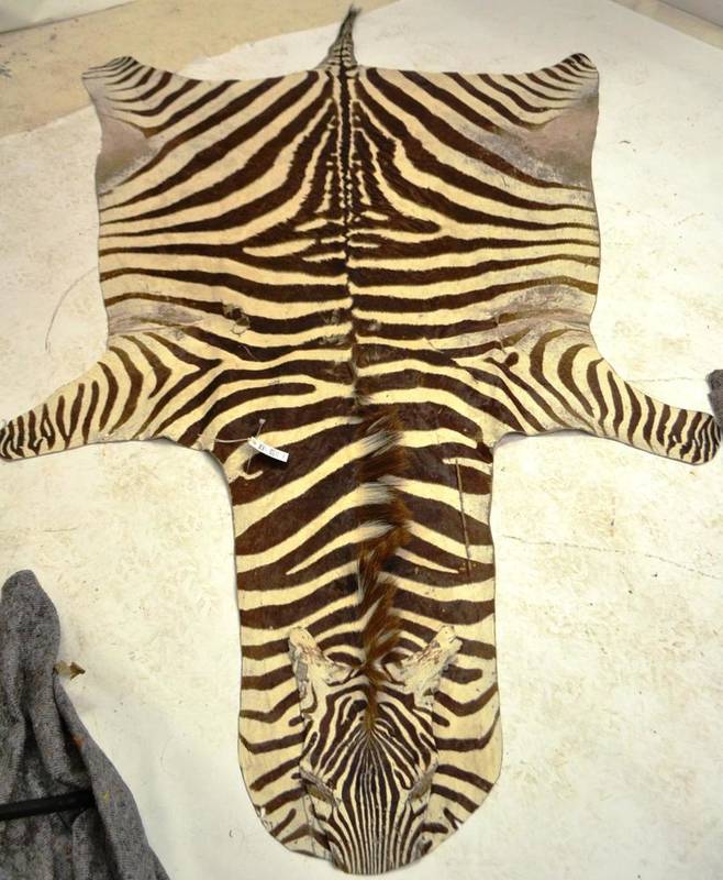 Lot 2078 - Zebra, skin rug, 280cm by 165cm