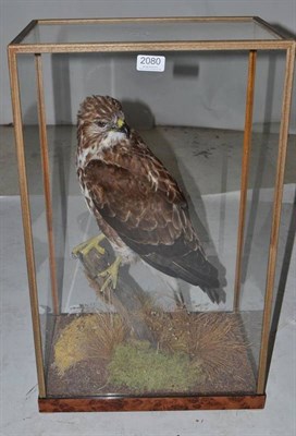 Lot 2080 - Buzzard (Buteo buteo), full mount, in five glass case, 40cm by 25.5cm by 64cm  Sold with CITES...