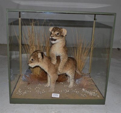 Lot 2082 - Lion (Panthera leo), mounted by Barry Williams, pair of cubs, in glass case, 51cm by 35.5cm by 48cm