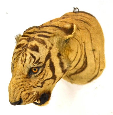 Lot 2083 - Tiger (Panthera tigris), Theobald Brothers, with retail label Army & Navy Stores, head mount,...