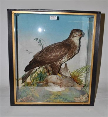 Lot 2087 - Buzzard (Buteo buteo), circa 1920, full mount, naturalistically perched on rocks with partridge...