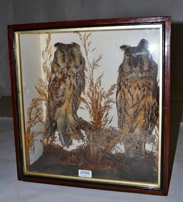 Lot 2088 - Long-Eared Owls (Asio otus), circa 1910, pair of full mounts, perched on a mossy branch amongst...