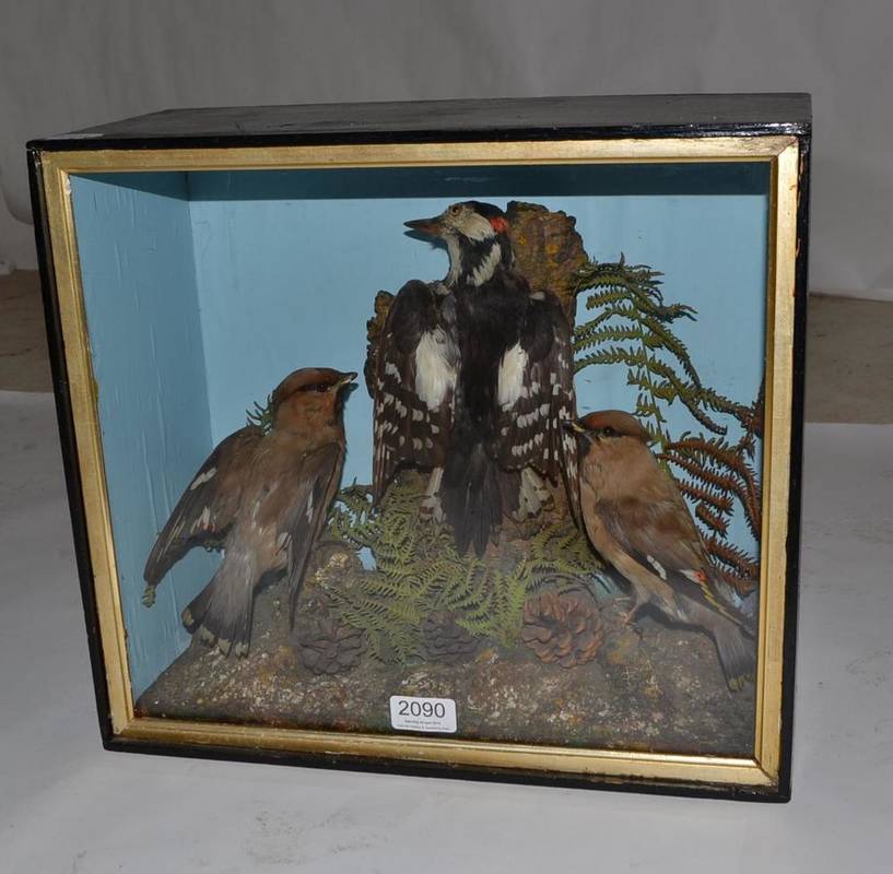 Lot 2090 - A Group of Three Taxidermy Birds, circa 1910, comprising two Waxwings and a Lesser Spotted...