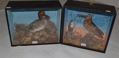 Lot 2095 - Woodcock (Scolopax) and Dipper (Cinclus cinclus), early 20th century, full mounts, amongst...