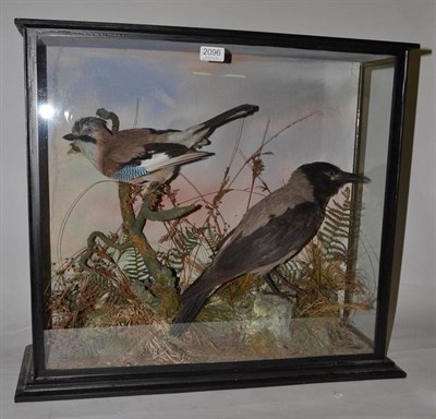 Lot 2096 - Hooded Crow (Corvus cornix), circa 1900, full mount, perched on faux rocks amongst grasses and...