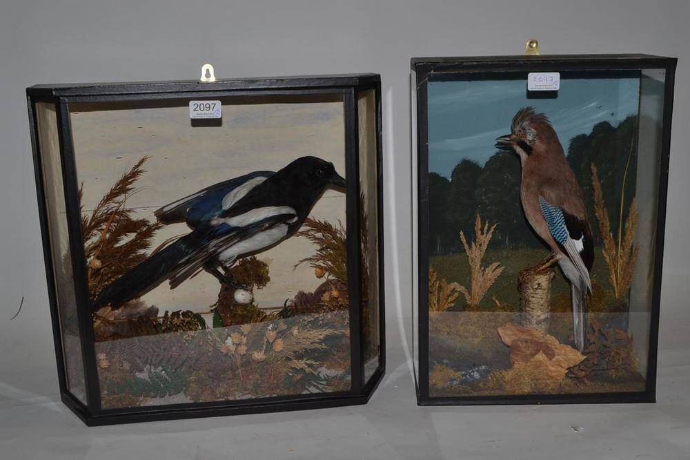 Lot 2097 - Magpie (Pica pica), circa 1901, full mount, perched on a mossy branch amongst glasses, in a...