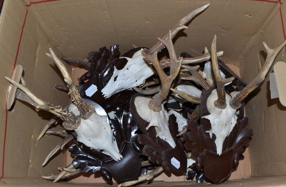 Frontlets Lot 2099 - Roe Deer (Capreolus capreolus), antlers on