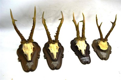 Lot 2101 - Roe Deer (Capreolus capreolus), antlers on frontlets and cut upper skulls, all on similar...