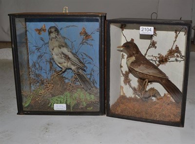 Lot 2104 - Ring Ouzel (Turdus torquatus), circa 1900, full mount, perched amongst mossy twigs, in single...