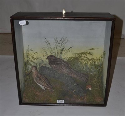 Lot 2105 - Nightjar (Caprimulgus europaeus), circa 1910, full mount, perched on a mossy log amongst...