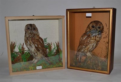 Lot 2107 - Tawny Owl (Strix aluco), circa 1910, full mount, perched amongst mosses and ferns, in a single...