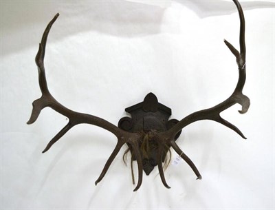 Lot 2109 - North American Wapiti (Cervus canadensis), antlers on fragmentary frontlet, 12 points, right antler