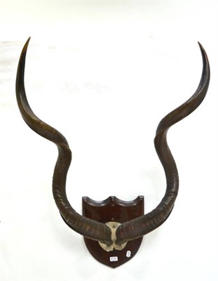 Lot 2110 - Greater Kudu (Tragelaphus strepsiceros), circa 1920, record class horns on cut frontlet, right horn