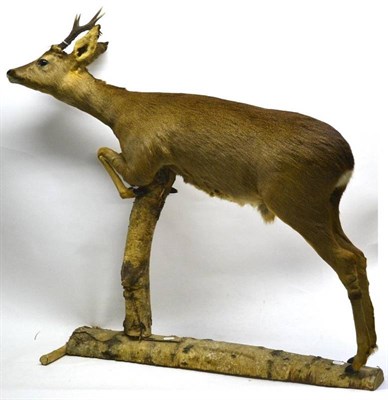 Lot 2111 - European Roe Deer (Capreolus caprelus), 20th century, full mount, in leaping pose, 6 points, raised