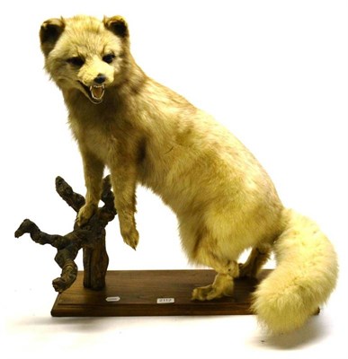 Lot 2112 - Arctic Fox (Vulpes lagapus), 2nd half 20th century, full mount, upstanding on its rear legs and...