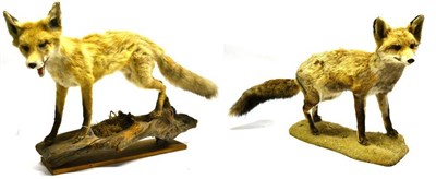 Lot 2113 - Fox (Vulpes vulpes), 20th century, full mount, in walking pose with open jaw, on dry moss encrusted