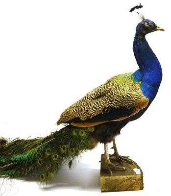Lot 2114 - Peacock (Pavo cristatus), 20th century, full mount, in standing pose, tail down, 161cm long