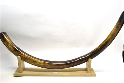 Lot 2115 - Mammoth Tusk, Siberia, 20,000-50,000 years, juvenile, 110cm from tip to tip (repair and...