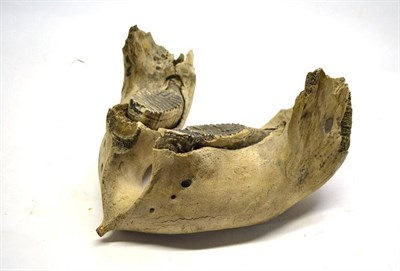 Lot 2116 - Mammoth Lower Jaw, 20,000-50,000, dredged from the North Sea, 50cm wide (unusually complete)