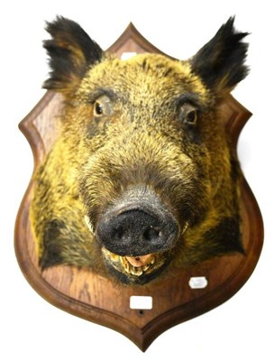 Lot 2118 - Wild Boar (Sus scrofa), early 20th century, shoulder mount, jaw agape, on oak moulded shield,...