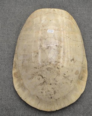 Lot 2119 - Tartaruga Turtle (Podocnemis expansa), 19th century, blond carapace, 71.5cm long