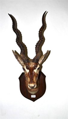 Lot 2120 - Black Buck or Indian Antelope (Antelope cervicapra), circa 1930, by Rowland Ward, shoulder...